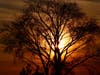 Sunset through a tree at Crown Beach Park, Alameda, CA.