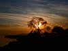 Sunset through a tree at Crown Beach Park, Alameda, CA.