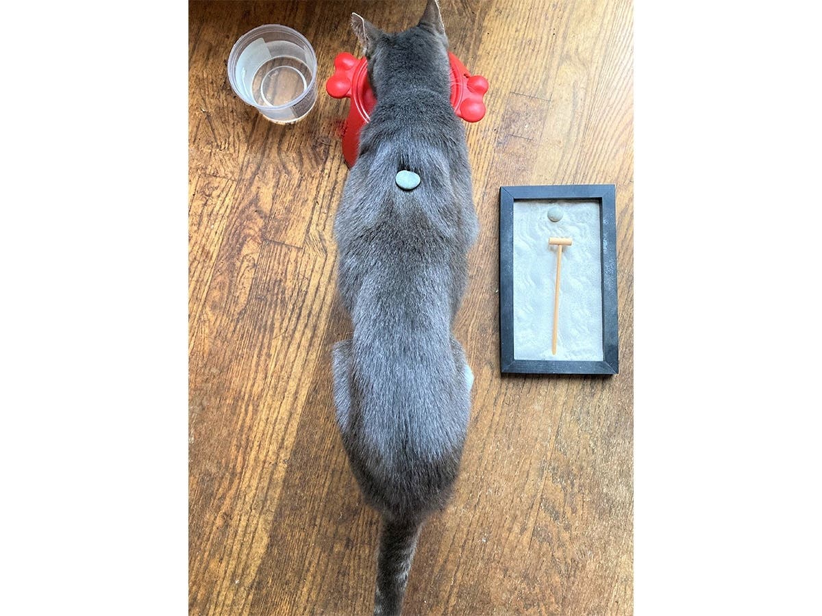 Buddy seems pretty chill with his San Garden nearby.