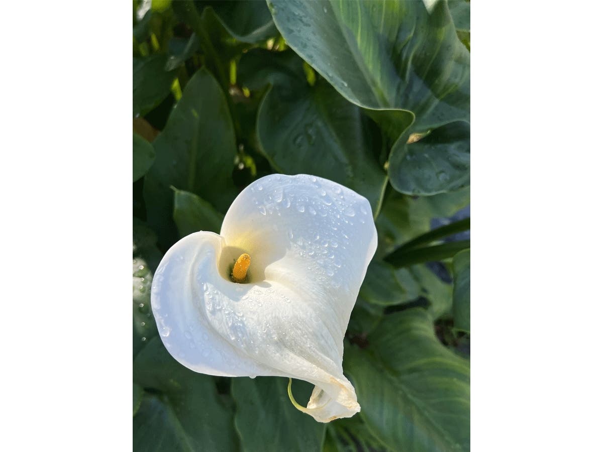 Calla lily in San Leandro, Calif.