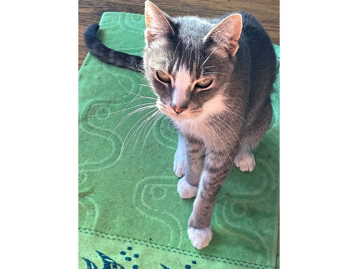 Buddy contemplates his next move.