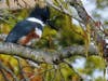Belted Kingfisher on Bay Farm Island, Alameda, Calif.