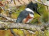 Belted Kingfisher on Bay Farm Island, Alameda, Calif.