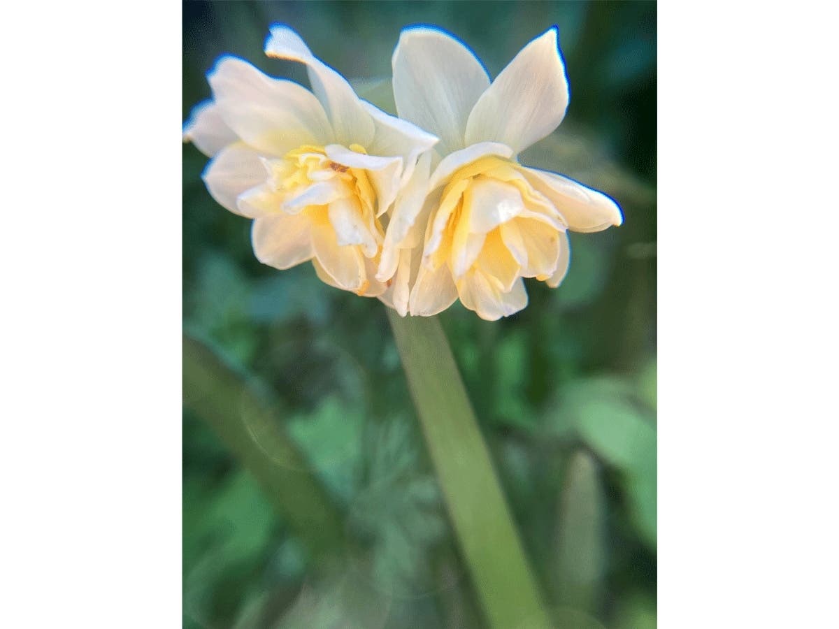 Double Paperwhite Narcissus bloom in San Leandro, Calif.