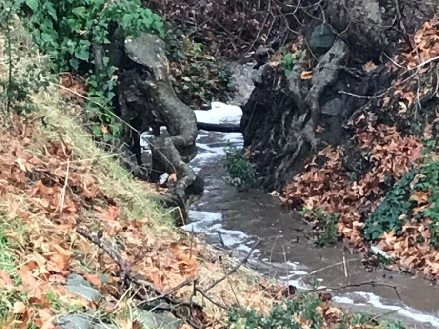 Agua Caliente Creek, Fremont, Calif. 