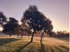 Dawn in Ardenwood Park, Nov. 2020.