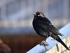 Blackbird at Lake Elizabeth in Central Park, Fremont, Calif.