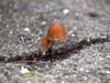 A mushroom grown through the pavement at Lake Elizabeth in Central Park, Fremont, Calif.