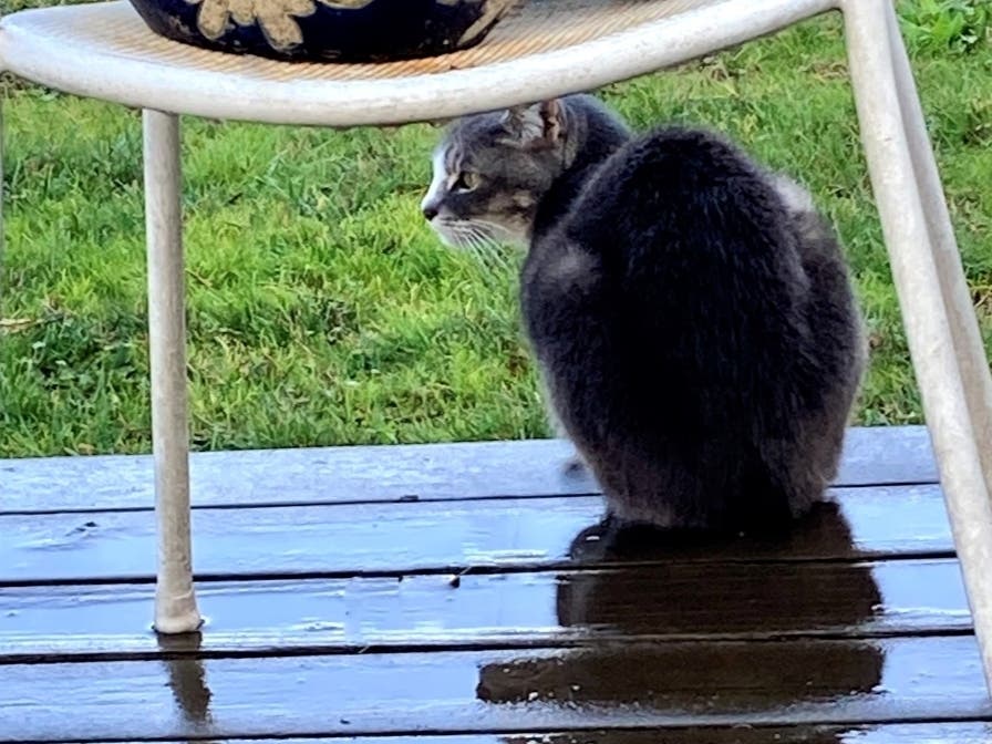 Buddy the cat beneath a chair on the backyard deck.