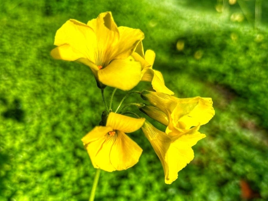 Wildflowers bloom at Oyster Point, South San Francisco, Calif.