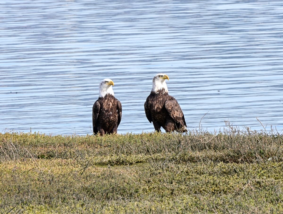 Bald eagles in Alameda, Calif.