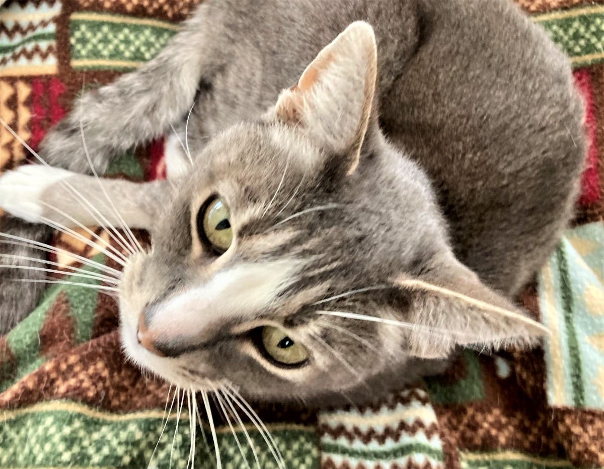 Buddy the cat in San Leandro, Calif.