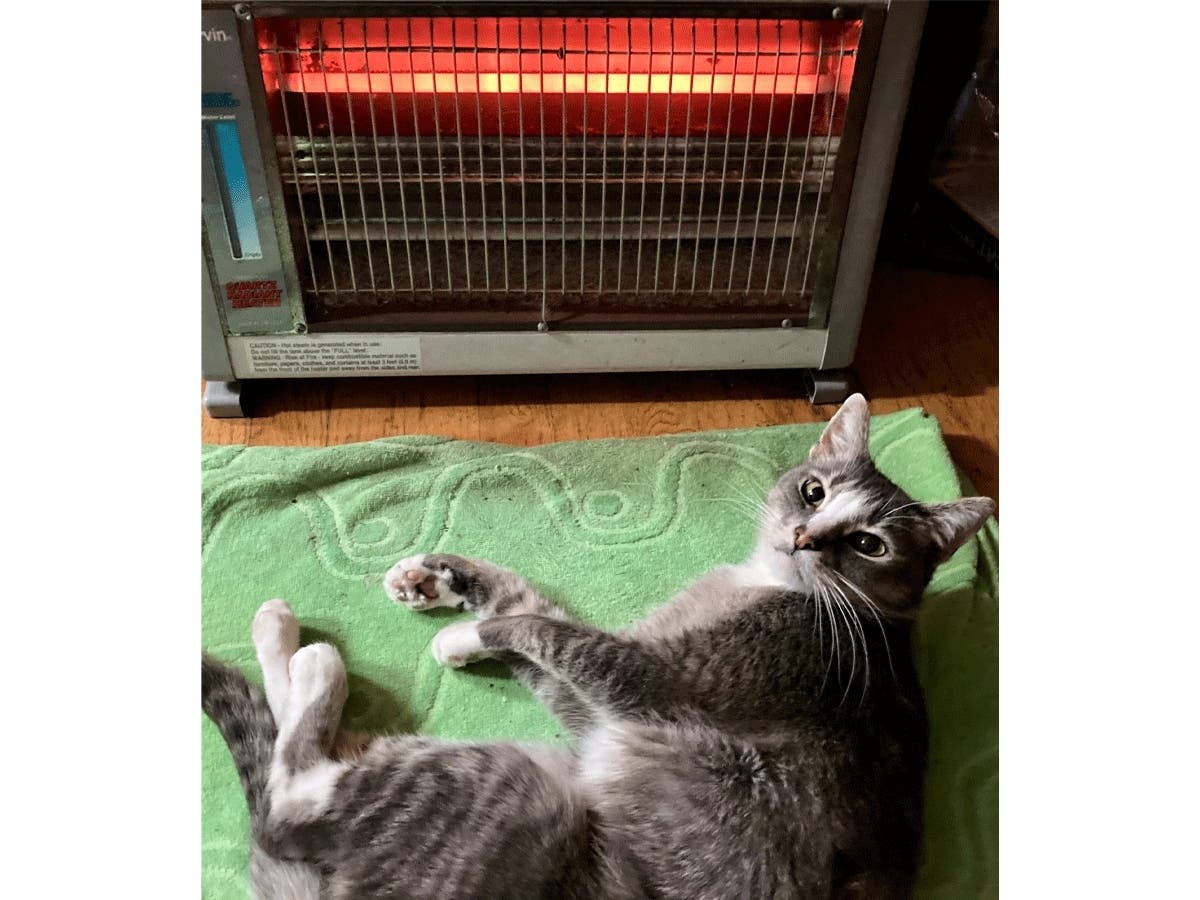 It looks like Buddy's old bones need some extra heat on chilly mornings.