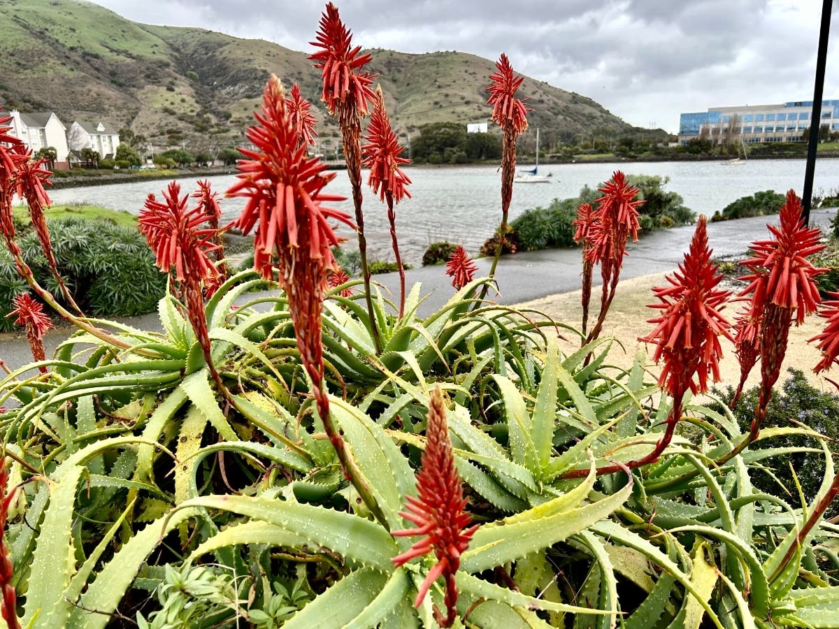 Red hot pokers bloom at Oyster Point in South San Francisco, Calif.