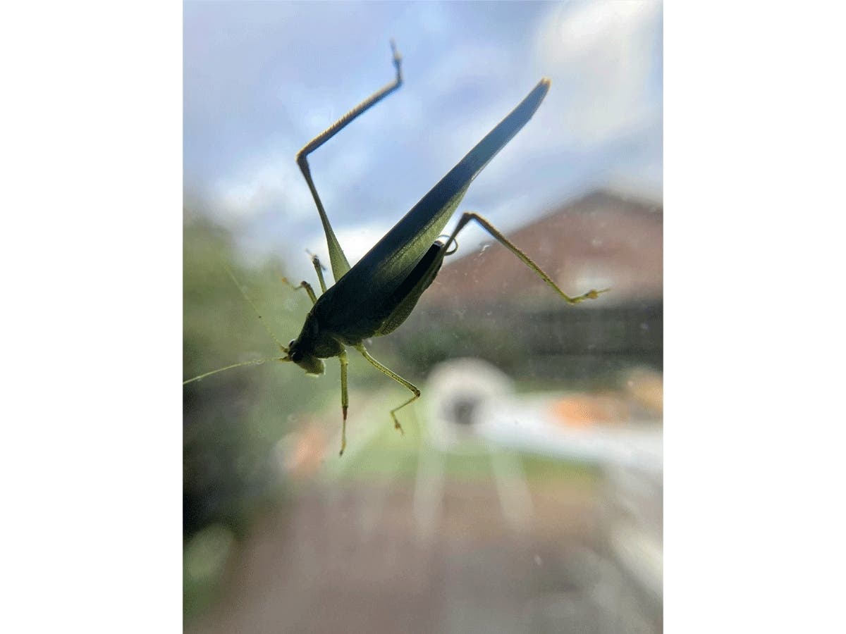 Katydid before it was release outside.