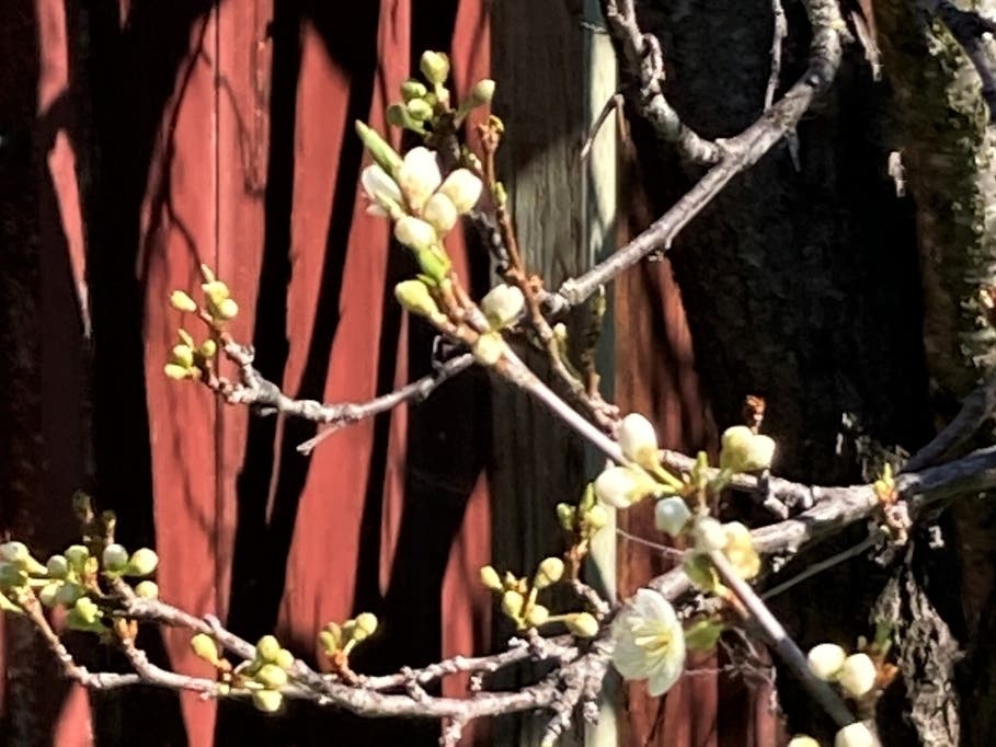 If pollinated, each of these blooms will develop into sweet juicy plums by late June or early July.