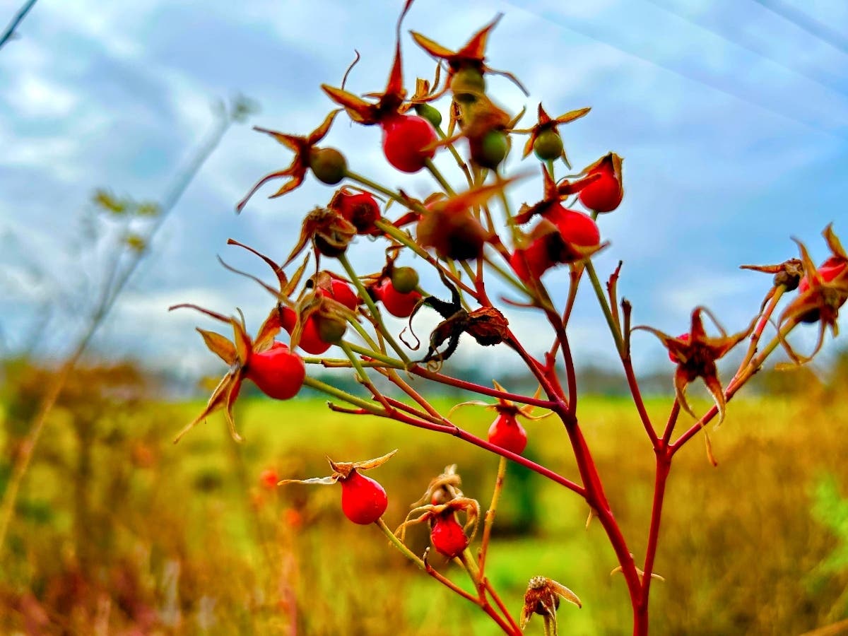 Orchard Park in Sacramento, Calif.
