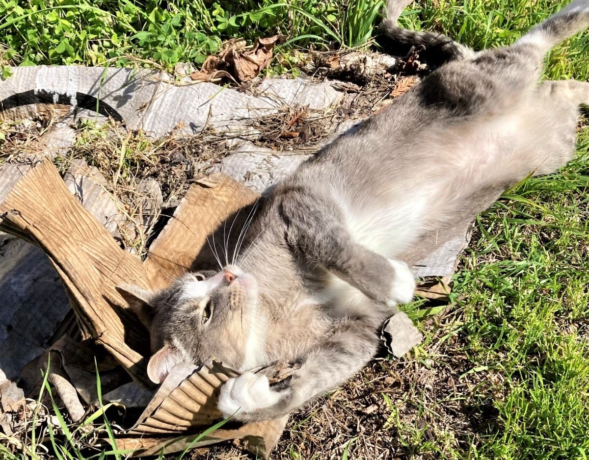 Buddy sunbathes on old cardboard put down to discourage weeds growth.