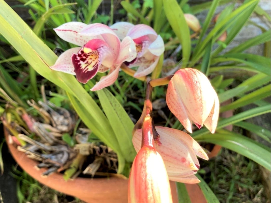 Purple Cymbidium blooms in San Leandro, Calif.