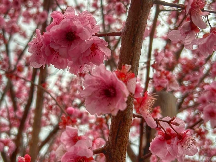 A tree blossoms in Sacramento.