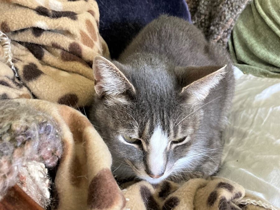 A midday nap on a cold day.