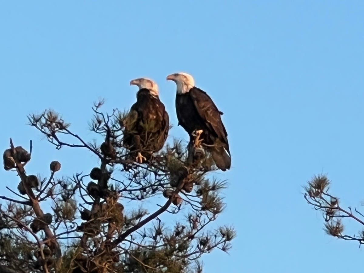 A bald eagle pair perched together in a tree.