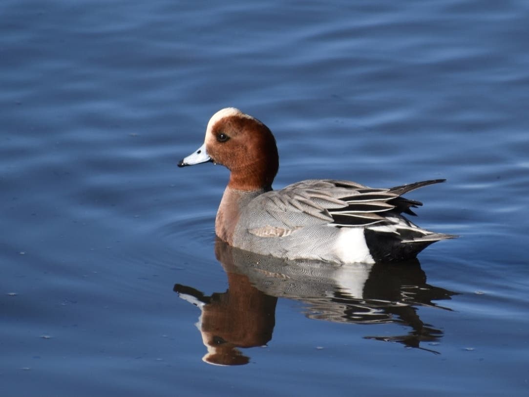 A Eurasian wigeon at Crab Cove, Alameda, Calif.