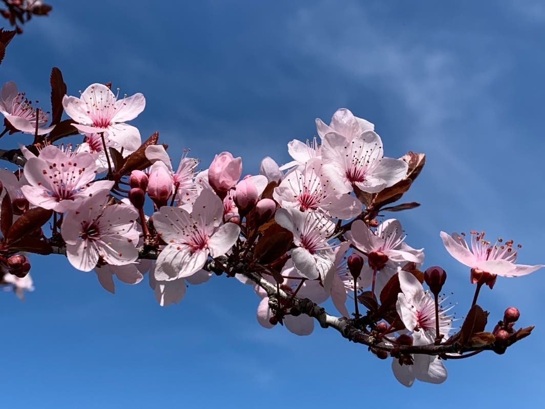 Cherry blossoms in Central Park, Fremont, Calif.