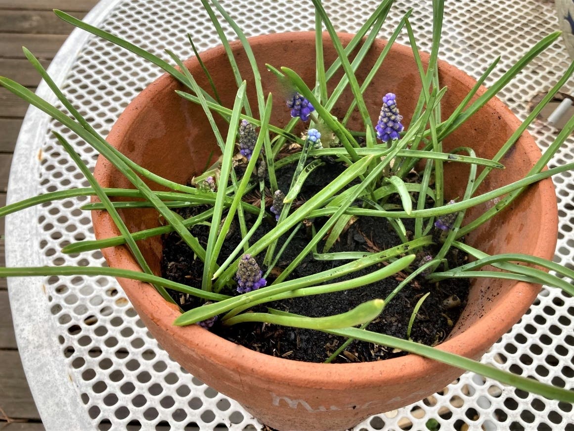 Grape hyacinth blooming in an outdoor flower pot in San Leandro, Calif.