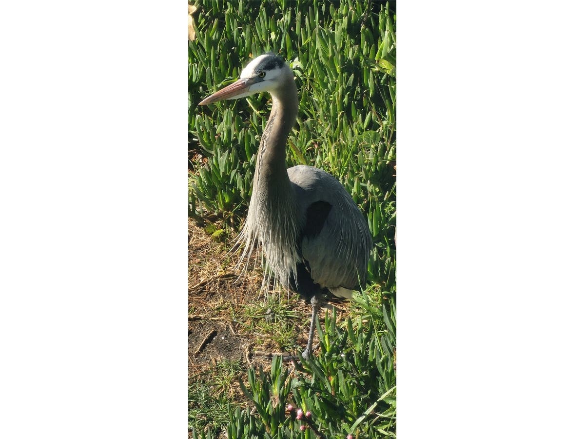 Great Blue Heron at Ballena Bay in Alameda, Calif.