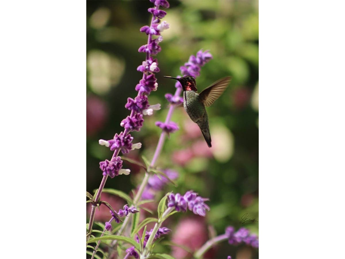 Anna's Hummingbird on Mexican Sage.