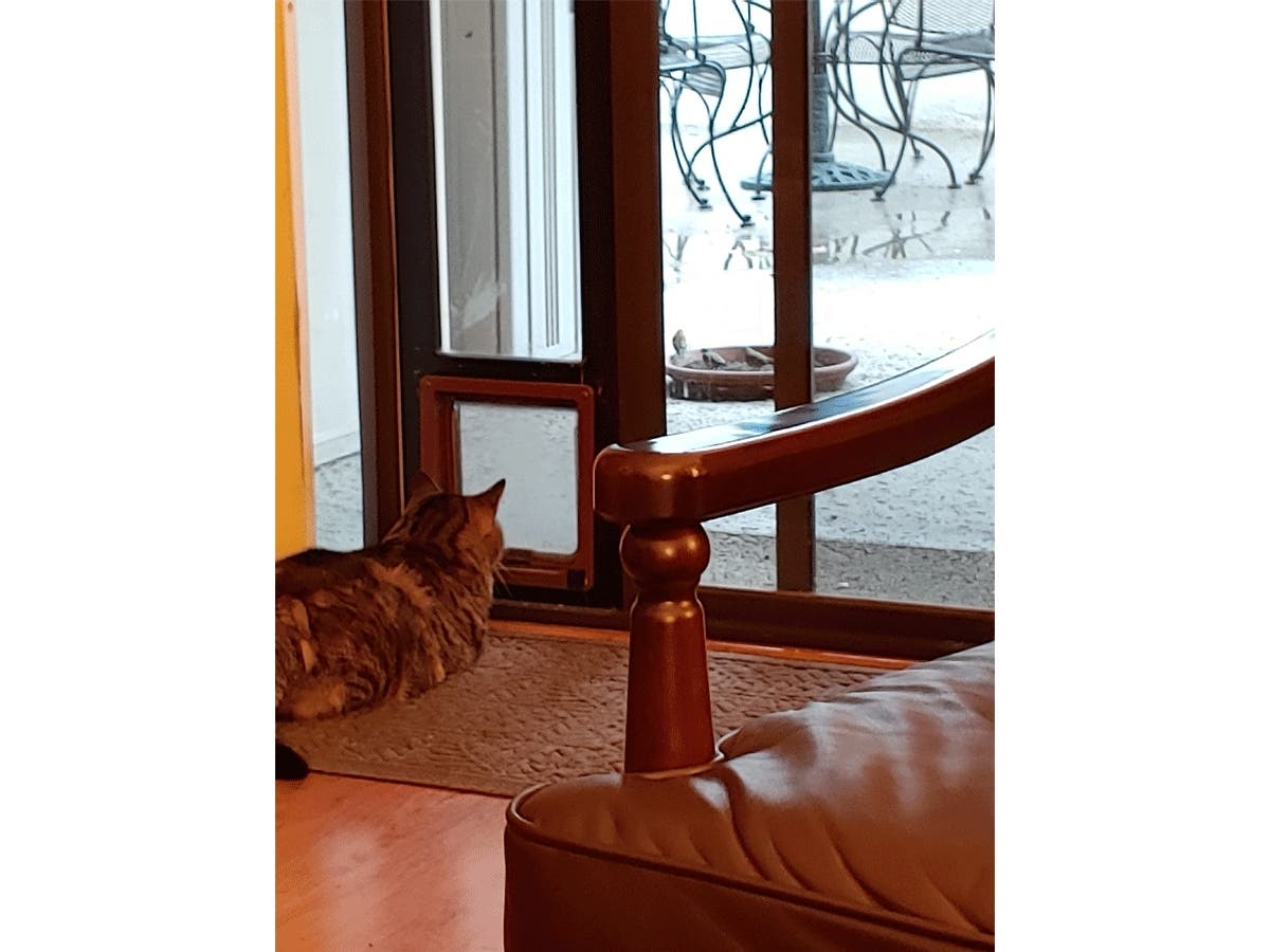This kitty loves its close-up view of a bird feeder on the patio.