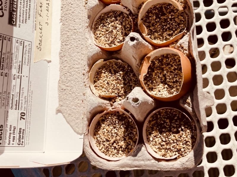 Here's a recycle/reuse tip: plant seeds in egg shells.