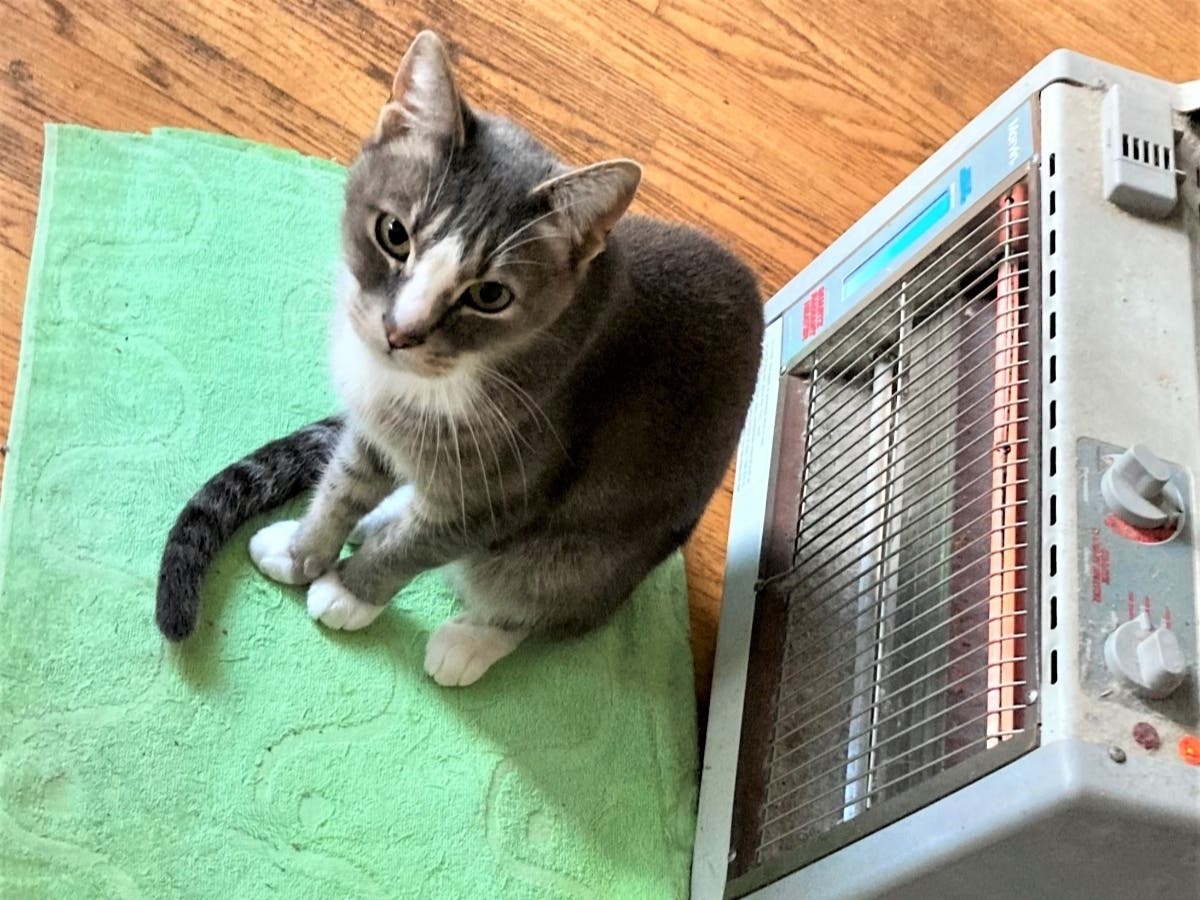 Buddy next to the space heater on a cold morning.