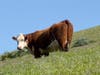Cow in the hills, Fremont, Calif.