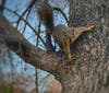 A squirrel in a tree, Sacramento, Calif.