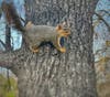 A squirrel in a tree, Sacramento, Calif.