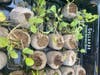 Seedlings in San Leandro.