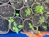 Seedlings in San Leandro.