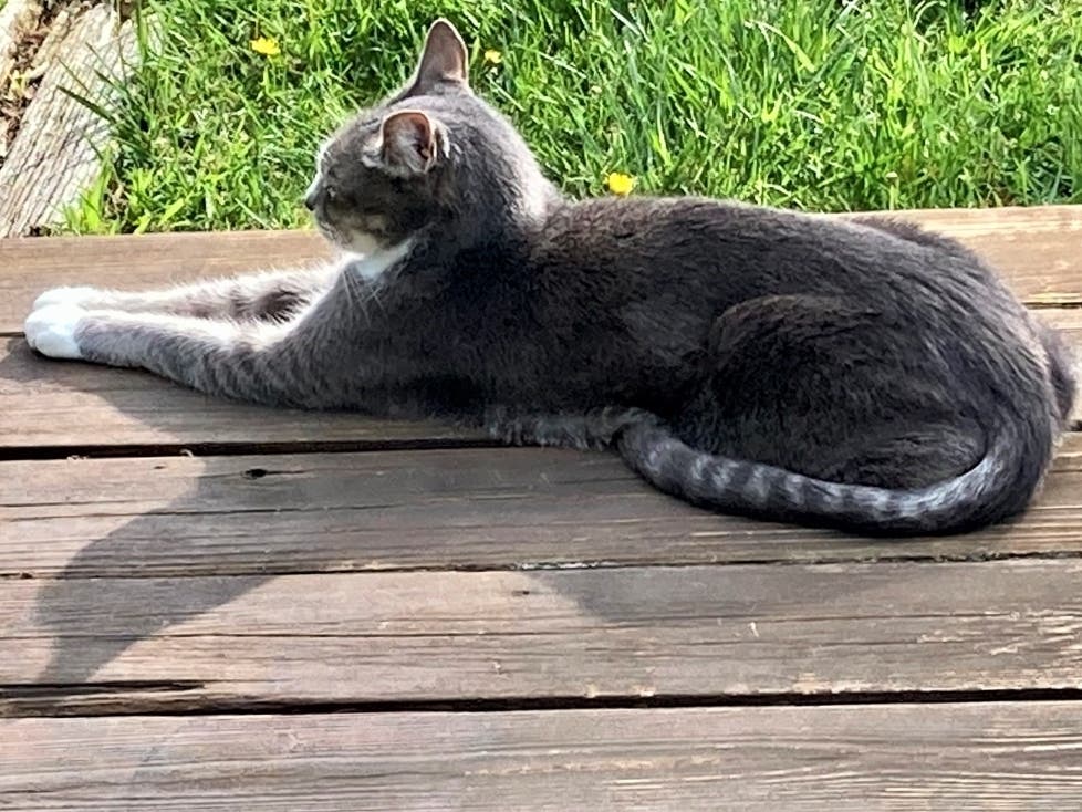 Kitty sunning himself in San Leandro, Calif.