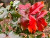 Red leaves in Sacramento, Calif.