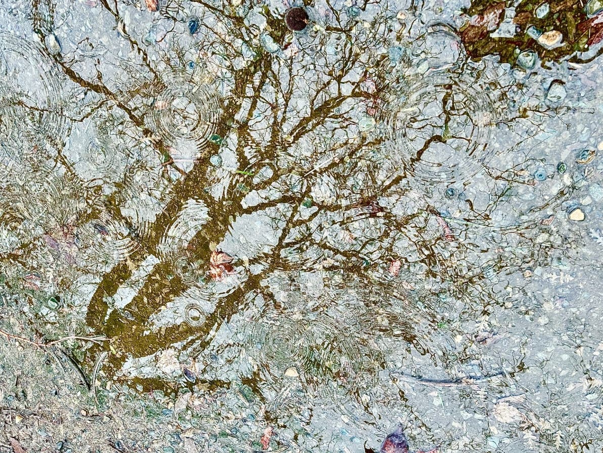 Tree reflected in rain puddle in Sacramento, Calif.