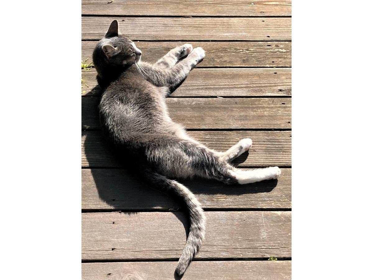 A San Leandro cat enjoys the sun.