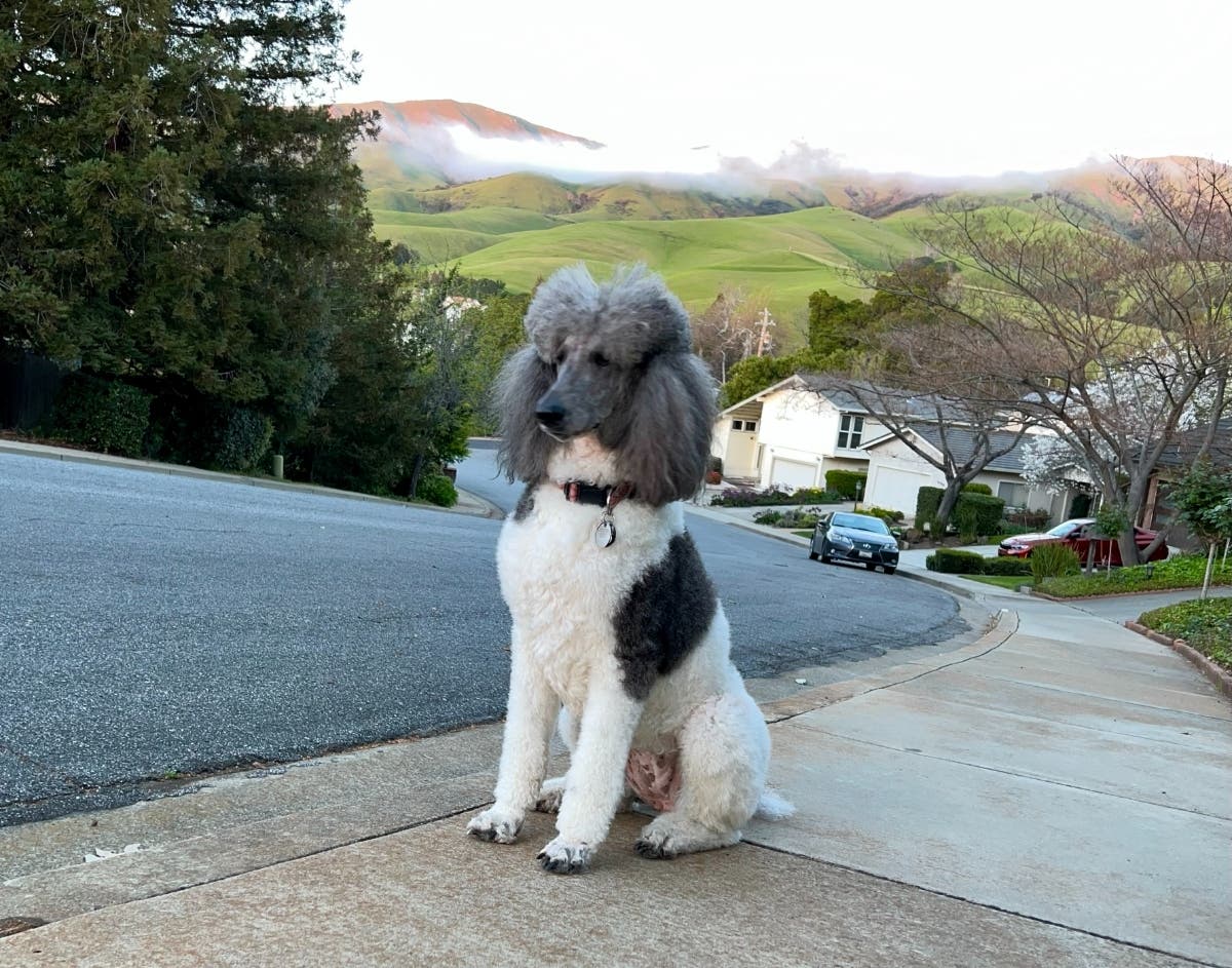 ‘Miss Parti’ strikes a pretty pose in Fremont, Calif.
