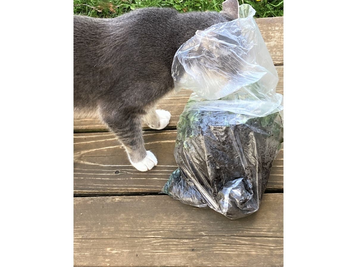 Buddy the cat checking out catmint plants in San Leandro, Calif.