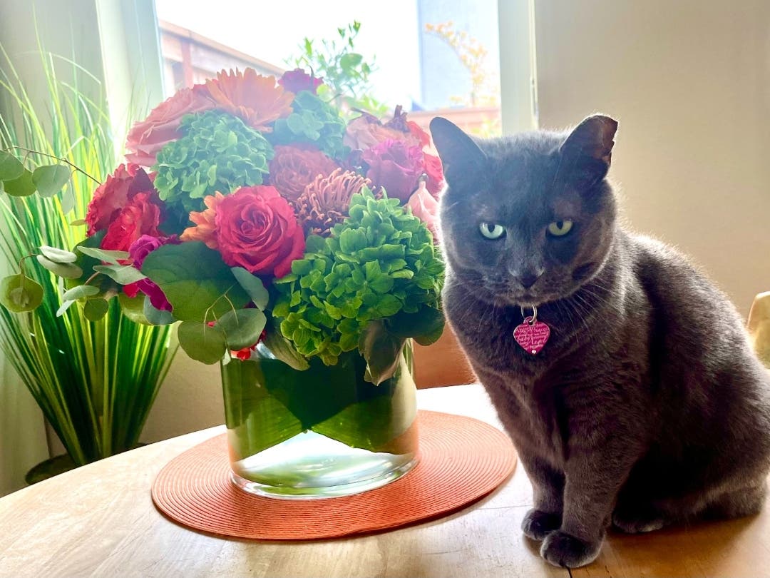 Cat and flowers in Sacramento, Calif.