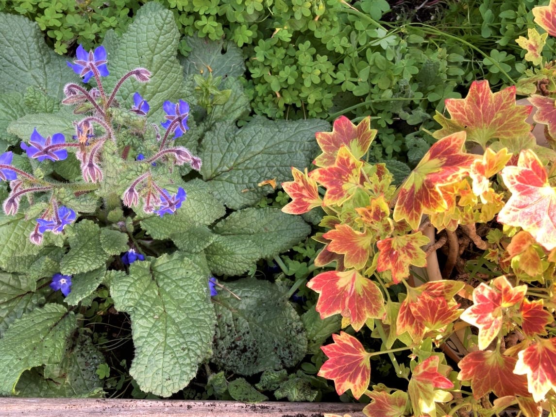 Borage & Pelargonium in a San Leandro garden.