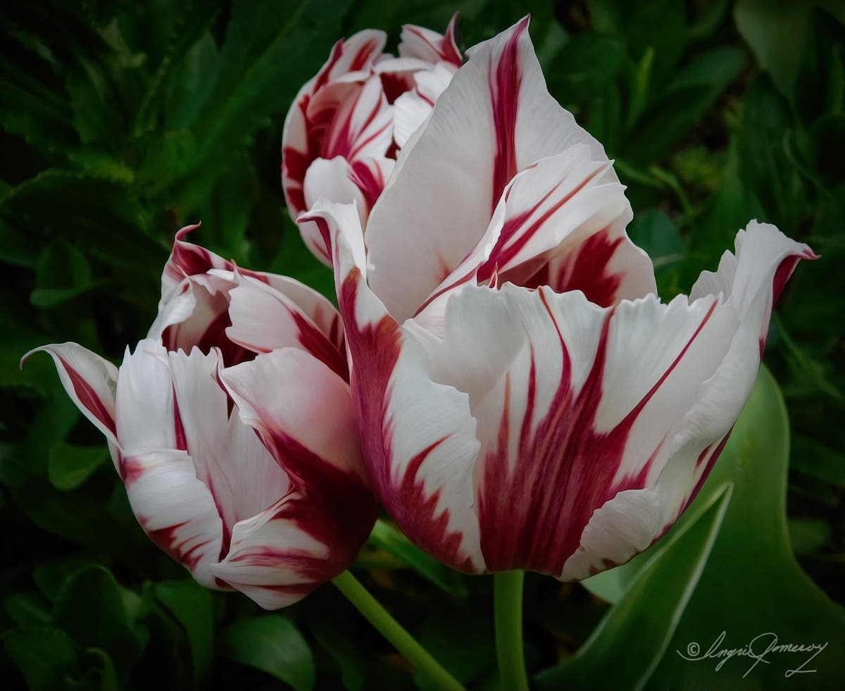 Tulips bloom in San Leandro, Calif.