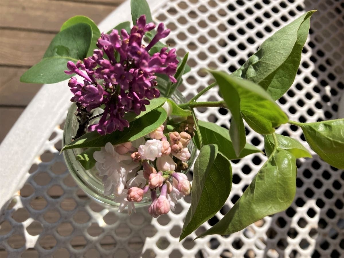 Lilacs in a vase on a patio table, San Leandro, Calif.