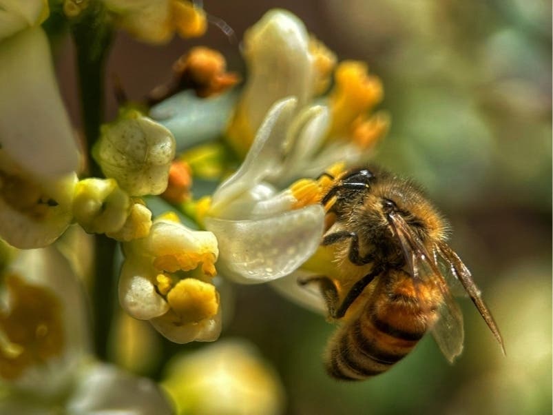 A honeybee gathers pollen in Sacramento, Calif.